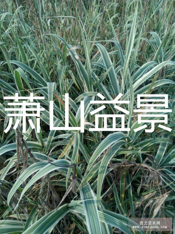 花葉蘆竹