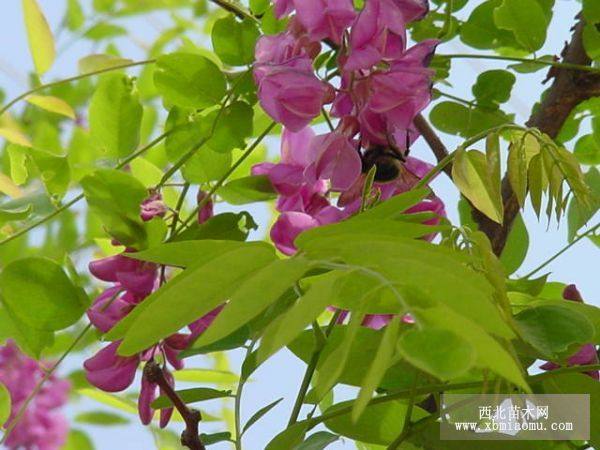 香花槐 紅花槐