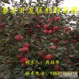 煙富3號(hào)蘋果苗、煙富3號(hào)蘋果樹苗多少錢一棵