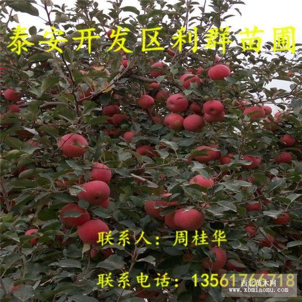 山東紅肉蘋(píng)果苗