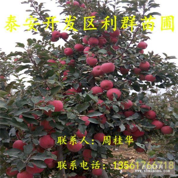 山東紅肉蘋(píng)果苗