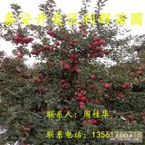 紅心蘋果樹苗、新品種紅心蘋果樹苗、紅心蘋果樹苗價格多少