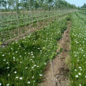 优质草本花卉葱兰大量供应 陕西葱兰草本植物优惠销售成活率高