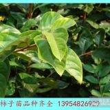 柿子樹(shù)苗種植方法 優(yōu)質(zhì)柿子苗