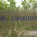 核桃實(shí)生苗-核桃苗-50公分核桃實(shí)生苗-80公分核桃實(shí)生苗