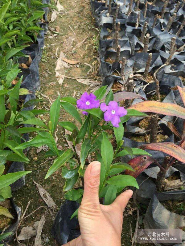 茉莉花小苗批发