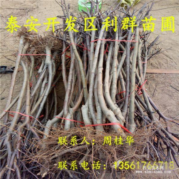 3公分蘋(píng)果苗