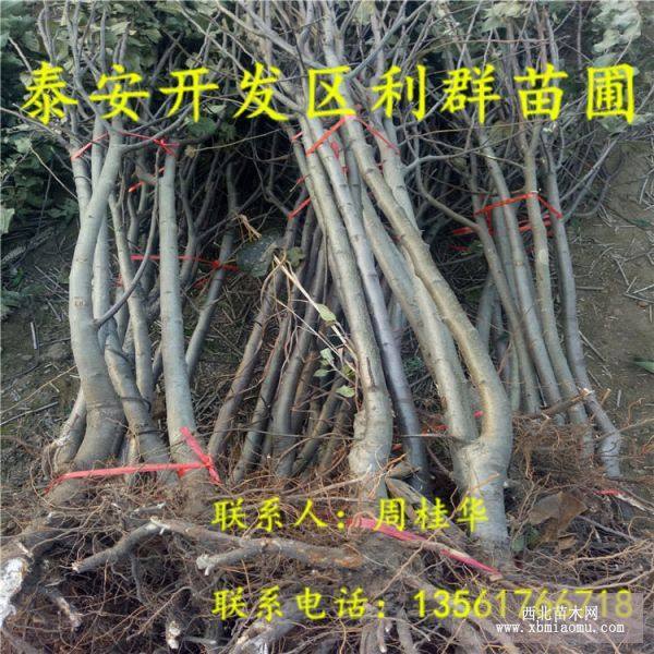 3公分蘋(píng)果苗