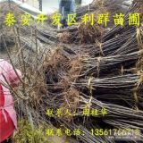 1公分苹果树苗；1公分苹果树苗多少钱一棵