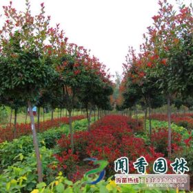 沭陽高桿紅葉石楠基地5~10公分價(jià)格優(yōu)惠