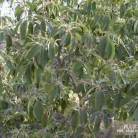 流苏 流苏小苗 嫁接桂花用苗等绿化苗木报价 苗木批发 直销