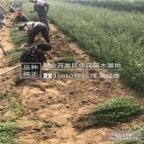 枸橘苗 枸橘苗基地 枸橘苗批发价格