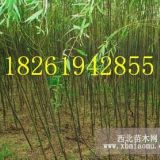 （具備）3公分垂柳優(yōu)質(zhì)苗價(jià)格（標(biāo)準(zhǔn)）介紹