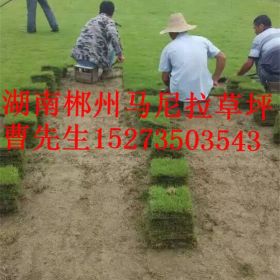 江西马尼拉草坪卷价格多少？