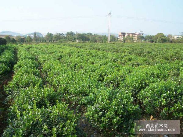 无刺枸骨 枸骨球