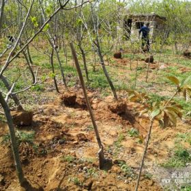 12公分山楂树价格 山楂树各种规格价格 泰安盛林