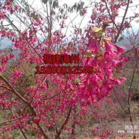 買（臺灣櫻花樹苗、阿里山櫻花）--就到漳州優(yōu)勝苗木基地