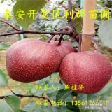 全紅梨樹(shù)苗、新品種全紅梨樹(shù)苗、全紅梨樹(shù)苗多少錢一棵