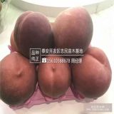 2017年水蜜桃树苗多少钱一棵 水蜜桃树苗批发价格