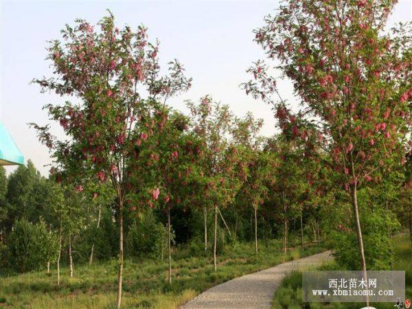 3公分香花槐价格