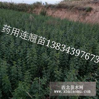 0.3公分连翘苗价格