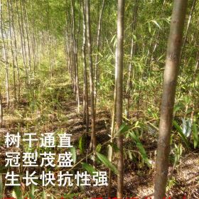 大量出售垂柳穗银中杨穗小黑穗母根