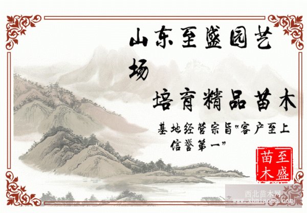 青皮无花果苗