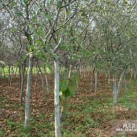 垂丝海棠 海棠等绿化苗木报价 苗木批发 规格齐全 基地直销