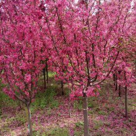 自產(chǎn)自銷(xiāo)山東9公分絢麗海棠 紅花紅葉海棠低價(jià)熱銷(xiāo)