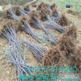 種植基地低價供應(yīng)優(yōu)質(zhì)蘋果苗各類規(guī)格，保證成活率，保證品種