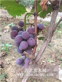 山东葡萄树苗基地 巨峰葡萄苗 玫瑰香葡萄苗 红提葡萄苗价格