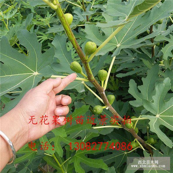 无花果苗价格