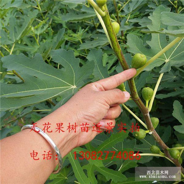 无花果苗价格