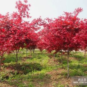 3公分紅楓 紅舞姬小苗哪里便宜？