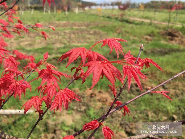 紅楓