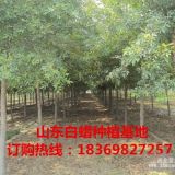 10公分白蜡价格/12公分白蜡价格