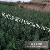 山西连翘苗价格+陕西连翘苗价格+河南连翘苗价格