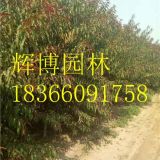 6公分紅葉碧桃價(jià)格綠化工程