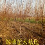 8公分紅葉碧桃價格綠化工程