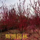 3公分百日紅價(jià)格工程用量