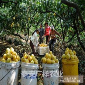 桃树小苗哪里便宜，黄金桃树苗，嫁接桃树苗