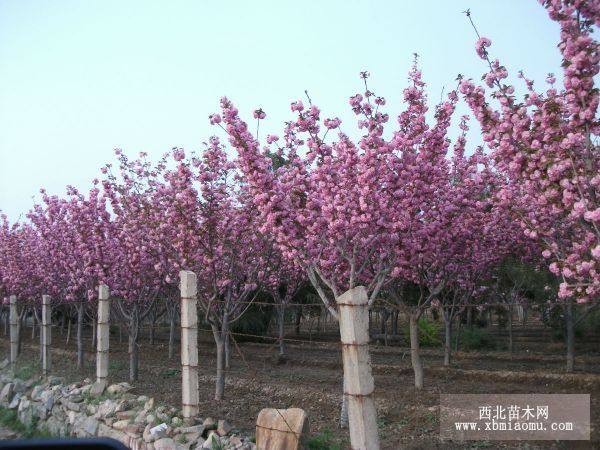 樱花苗