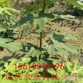 無花果樹苗多少錢 哪里賣無花果樹苗 新品種無花果樹苗價格