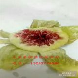 哪里卖无花果苗 1公分无花果苗多少钱 无花果树苗品种介绍