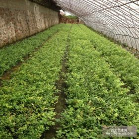 开普菲尔蓝莓苗基地 开普菲尔蓝莓苗价格