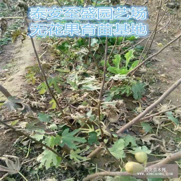 玛斯义陶芬无花果