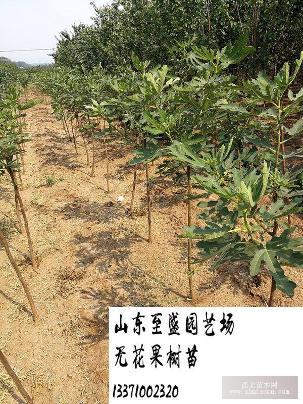 金傲芬无花果树苗