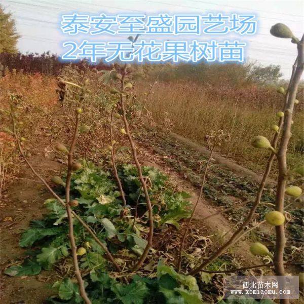 日本紫果无花果树