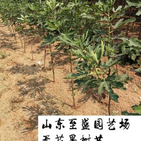 杜鲁无花果树苗哪里便宜 哪里的无花果树苗基地品种纯正