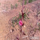 農(nóng)戶直銷10公分、11公分、12公分紅葉碧桃樹基地